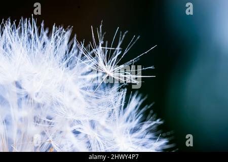 Flauschige Nahaufnahme von Dandelion Seeds auf dunklem Hintergrund. Makro, selektiver Fokus Stockfoto