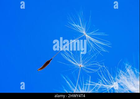 Fragile Dandelion Seeds Nahaufnahme auf blauem Himmel Hintergrund. Makro. Sommer Stockfoto