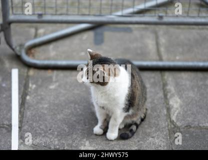 8. März 2022, Downing Street, London, Großbritannien. Larry, der 10 Downing Street Kater, sitzt während des Vormittags der Kabinettssitzung im Pressestift des Fotografen vor der Nummer 10. Stockfoto