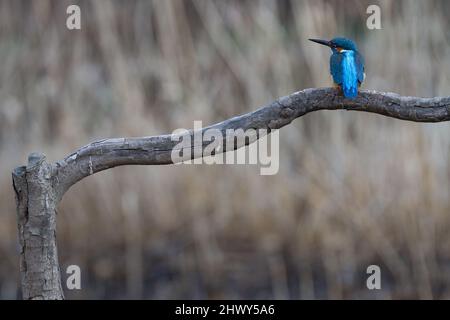 Ein gewöhnlicher Eisvögel (Alcedo atthis), der auf einem Zweig in Kanagawa, Japan, thront. Stockfoto