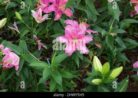 Schöne rosa Seerose im grünen Park Blumengarten Stockfoto