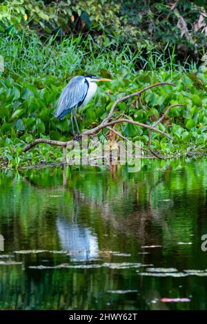 Ein Vogel, der Cocoi Heron, ardea cocoi, thront auf einem Zweig über dem Wasser, das trocknet und angeln. Stockfoto