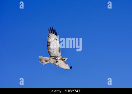 Rotschwanzhake (Buteo jamaicensis) auf der Jagd und auf der Suche nach Beute Stockfoto