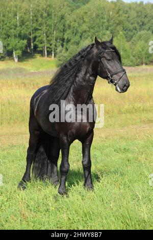 Schwarzes friesisches Pferd läuft in Sommerfeldern galoppieren Stockfoto