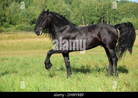 Schwarzes friesisches Pferd läuft in Sommerfeldern galoppieren Stockfoto