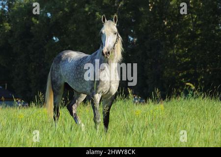 Pure Spanish Horse oder PRE, Portrait vor grüner Wiese Natur Hintergrund Stockfoto