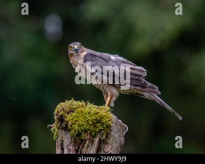 Greifvögel - Sparrowhawk (Accipiter nisus), auch bekannt als der nördliche Sperber oder der Sperber, der auf einem mit Moos bedeckten Stamm sitzt. Stockfoto