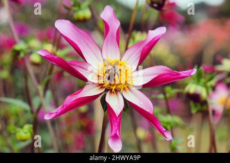 Star Dahlia 'Midnight Star' in Blüte Stockfoto