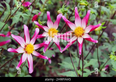 Star Dahlia 'Midnight Star' in Blüte Stockfoto