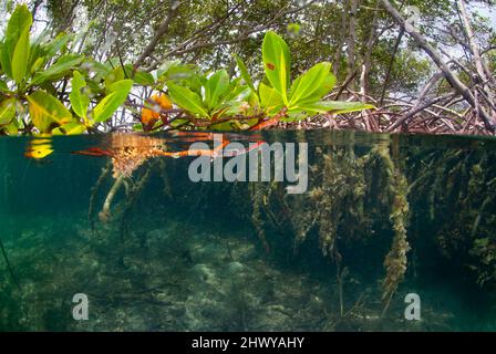 Halb über und halb unter Foto von Fischen, die um Mangroven schwimmen Stockfoto