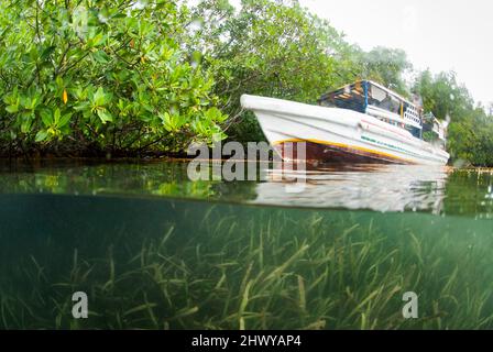 Halb oben und halb unten Foto von Boot in den Mangroven Stockfoto