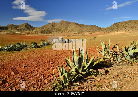 Agave americana-Pflanzen wachsen in der öden Landschaft des Cabo de Gata Nijar Naturparks, Almeria Südspanien. Stockfoto
