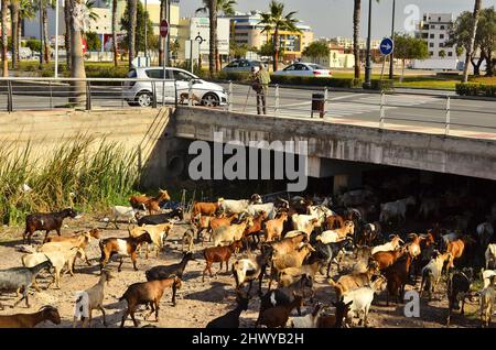 Ziegenherde auf trockenem Flussbett in Roquetas de Mar Almeria im Süden Spaniens. Stockfoto