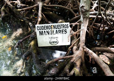 Umweltschild auf Mangrovenwurzeln Stockfoto