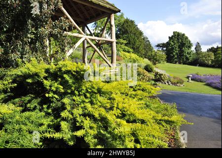 Immergrüner Eibenbaum und hölzerne Pergola mit Blumenbeeten im Frühling, Terrace Gardens in Richmond London UK. Stockfoto