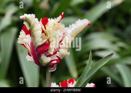 Weiße und rote gefiederte Tulpe 'Flaming Parrot' in Blüte Stockfoto