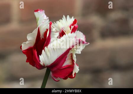 Weiße und rote gefiederte Tulpe 'Flaming Parrot' in Blüte Stockfoto