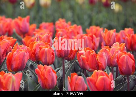 Orangefarbene und rosafarbene Single Triumph Tulpe „Princess Irene“ in Blüte Stockfoto
