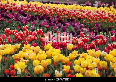 Reihen von bunten Tulpen auf einer Blumenwiese Stockfoto