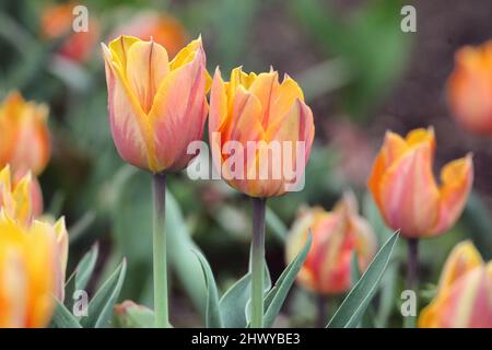 Orange und blassrosa gefärbter Tulpe „Orange Princess“ in Blüte Stockfoto