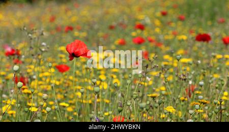 Wildblumenwiese in Norfolk, England Stockfoto