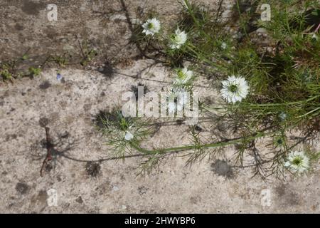 Weiße Nigella (Nigella damascena) Liebe im Nebel Blumen auf Steinstufen im Garten Surrey Engand Stockfoto