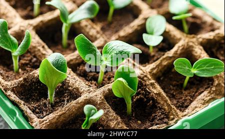 Sämling von Gurken und Zucchini in der Torftöpfe-Kassette. Stockfoto