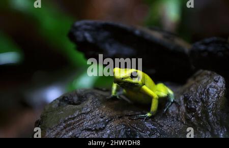 Magdeburg, Deutschland. 08. März 2022. Ein Giftpfeilfrosch (Phyllobates terribilis) sitzt in einem Terrarium in den Gewächshäusern von Gruson. Die Gewächshäuser von Gruson, die im vergangenen Jahr für rund 2,7 Millionen Euro saniert wurden, gibt es nach Angaben der Stadt Magdeburg seit 1896. Quelle: Ronny Hartmann/dpa/Alamy Live News Stockfoto