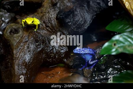 Magdeburg, Deutschland. 08. März 2022. Ein Giftpfeilfrosch (Phyllobates terribilis, l) und ein Färberfrosch (Dendrobats tinctorius) sitzen in einem Terrarium in den Gewächshäusern von Gruson. Die Gewächshäuser von Gruson, die im vergangenen Jahr für rund 2,7 Millionen Euro saniert wurden, gibt es nach Angaben der Stadt Magdeburg seit 1896. Quelle: Ronny Hartmann/dpa/Alamy Live News Stockfoto