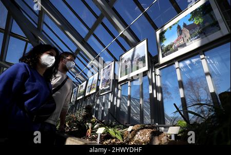 Magdeburg, Deutschland. 08. März 2022. Besucher sehen sich die Fotoausstellung 'Stadtgrün im Fokus der Magdeburger Photographierer' in den Gewächshäusern von Gruson an. Die Gewächshäuser von Gruson, die im vergangenen Jahr für rund 2,7 Millionen Euro saniert wurden, gibt es nach Angaben der Stadt Magdeburg seit 1896. Quelle: Ronny Hartmann/dpa/Alamy Live News Stockfoto