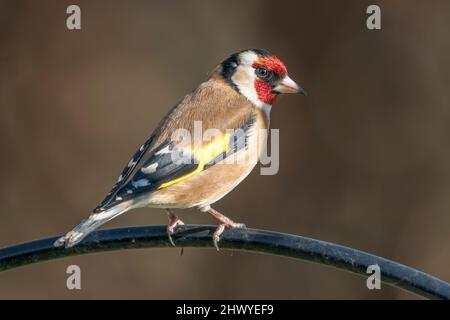 Europäischer Goldfink, Carduelis carduelis, ein einziger Vogel, der auf einem künstlichen Gartenvogelfutterhäuschen thront, Norfolk, England, Großbritannien Stockfoto