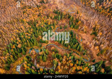 Landschaft schlängelt sich schlängeliger Fluss und herbstlicher gelber Wald mit Sonnenlicht, Luftaufnahme von oben. Stockfoto