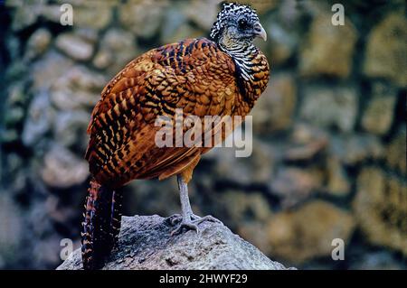 Der große Kurassow (Crax rubra) ist ein großer, fasantähnlicher Vogel aus den Neotropischen Regenwäldern Stockfoto