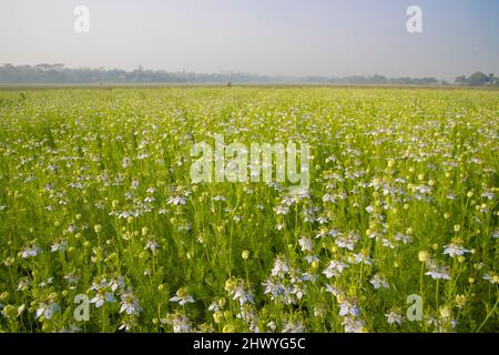 Blühende Weiße Nigella sativa blüht auf dem Feld. Weiß & Grün Blumen Hintergrund Landschaftsansicht. Stockfoto