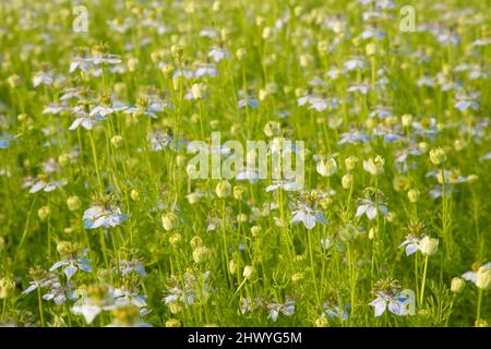 Blühende Weiße Nigella sativa blüht auf dem Feld. Weiß & Grün Blumen Hintergrund Landschaftsansicht. Stockfoto