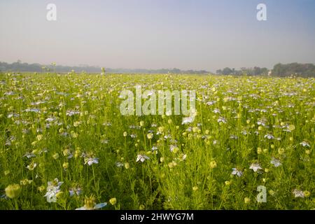 Blühende Weiße Nigella sativa blüht auf dem Feld. Weiß & Grün Blumen Hintergrund Landschaftsansicht. Stockfoto