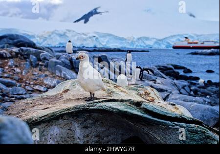 Der schneebedeckte Schafsschnabel (Chionis albus), auch bekannt als der größere Schafsschnabel, blassgesichtiger Schafsschnabel und Paddy, ist eine von zwei Arten von Schafsschnabel. Stockfoto