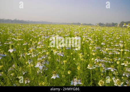 Blühende Weiße Nigella sativa blüht auf dem Feld. Weiß & Grün Blumen Hintergrund Landschaftsansicht. Stockfoto