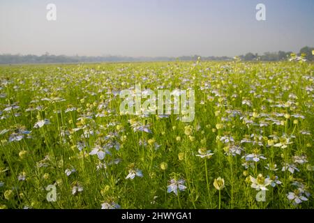 Blühende Weiße Nigella sativa blüht auf dem Feld. Weiß & Grün Blumen Hintergrund Landschaftsansicht. Stockfoto