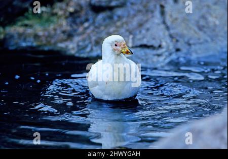 Der schneebedeckte Schafsschnabel (Chionis albus), auch bekannt als der größere Schafsschnabel, blassgesichtiger Schafsschnabel und Paddy, ist eine von zwei Arten von Schafsschnabel. Stockfoto