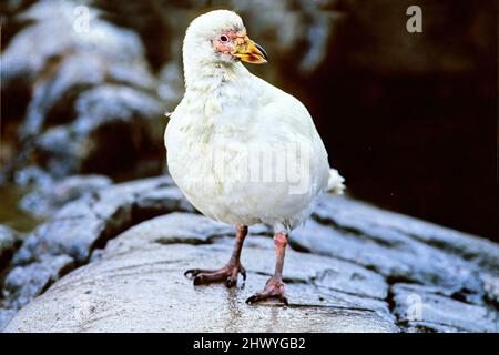 Der schneebedeckte Schafsschnabel (Chionis albus), auch bekannt als der größere Schafsschnabel, blassgesichtiger Schafsschnabel und Paddy, ist eine von zwei Arten von Schafsschnabel. Stockfoto