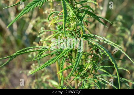 Teil eines blühenden Cannabis-Sativa-Busches. Herbst Stockfoto