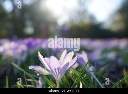 Hamburg, Deutschland. 08. März 2022. Krokusse blühen in der Abendsonne auf einer Wiese im Stadtpark. Kredit: Marcus Brandt/dpa/Alamy Live Nachrichten Stockfoto