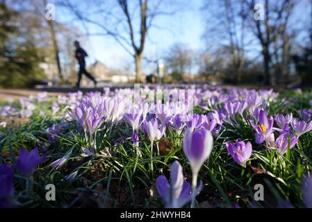 Hamburg, Deutschland. 08. März 2022. Krokusse blühen in der Abendsonne auf einer Wiese im Stadtpark. Kredit: Marcus Brandt/dpa/Alamy Live Nachrichten Stockfoto