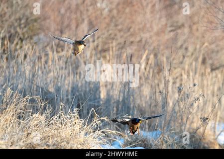 Ein Paar mallardische Enten, die an einem späten Winternachmittag zur Landung kommen Stockfoto