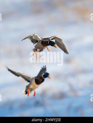 Ein Paar mallardische Enten, die an einem späten Winternachmittag zur Landung kommen Stockfoto