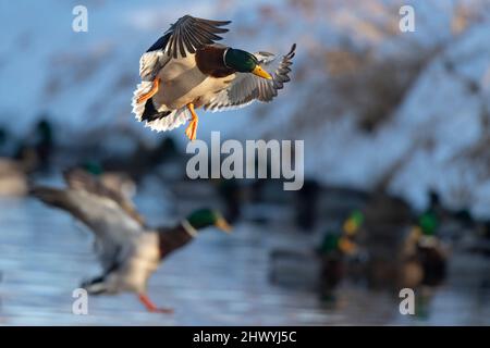 Ein Paar mallardische Enten, die an einem späten Winternachmittag zur Landung kommen Stockfoto