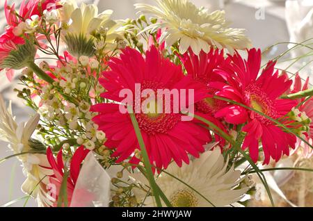 Vollformat-Bild von frischem, farbenfrohem Bouquet aus rosa Fuchsia und weißen Gänseblümchen Stockfoto