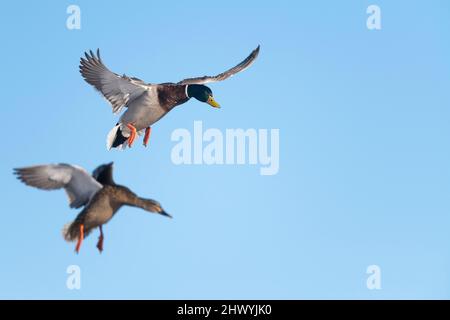 Ein Paar mallardische Enten, die an einem späten Winternachmittag zur Landung kommen Stockfoto