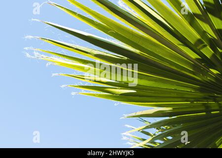 Fächerpalme Blätter gegen den Himmel Stockfoto